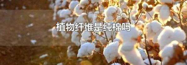 植物纤维是纯棉吗