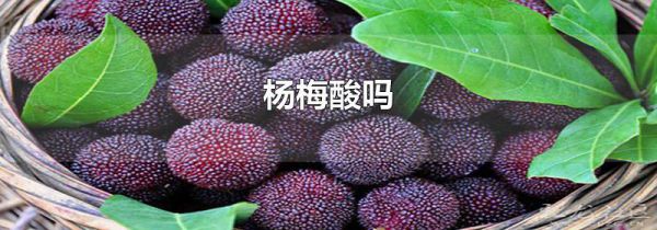 杨梅酸吗
