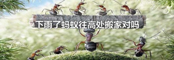 下雨了蚂蚁往高处搬家对吗