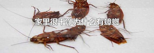 家里很干净为什么有蟑螂