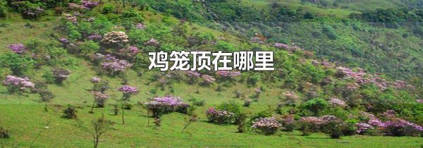 鸡笼顶在哪里