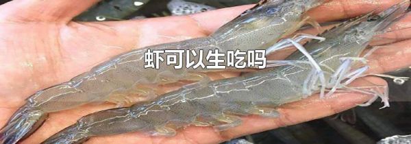 虾可以生吃吗