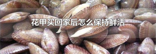 花甲买回家后怎么保持鲜活