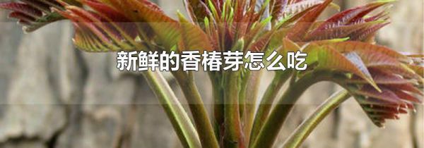 新鲜的香椿芽怎么吃