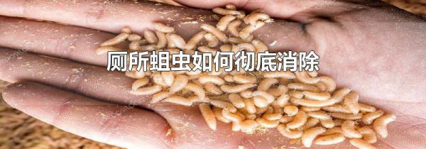 厕所蛆虫如何彻底消除