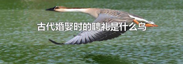 古代婚娶时的聘礼是什么鸟