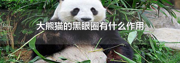 大熊猫的黑眼圈有什么作用