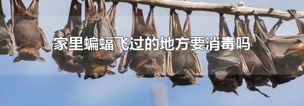 家里蝙蝠飞过的地方要消毒吗