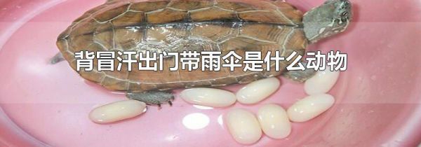 背冒汗出门带雨伞是什么动物