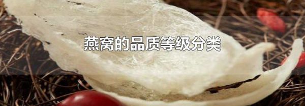 燕窝的品质等级分类