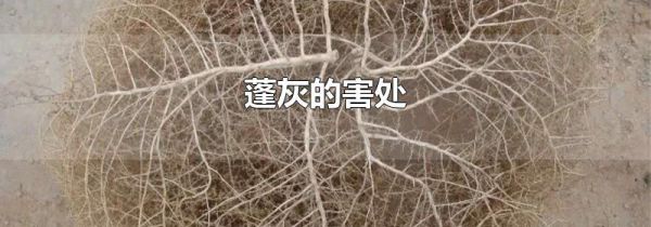 蓬灰的害处