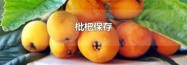 枇杷保存