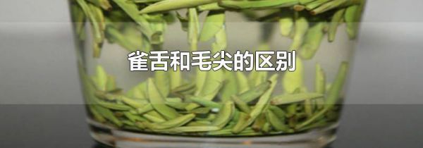 雀舌和毛尖的区别
