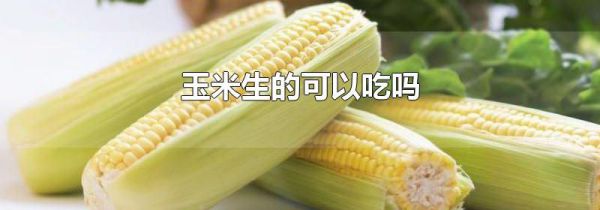 玉米生的可以吃吗