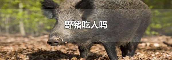 野猪吃人吗