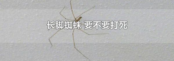 长脚蜘蛛 要不要打死