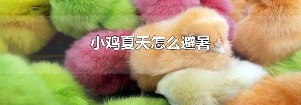 小鸡夏天怎么避暑