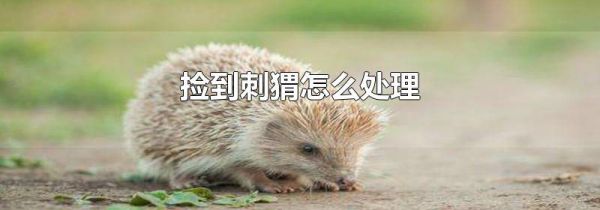 捡到刺猬怎么处理