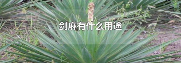剑麻有什么用途