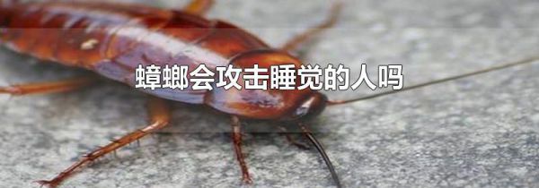 蟑螂会攻击睡觉的人吗