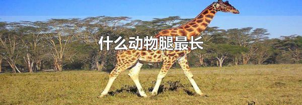 什么动物腿最长