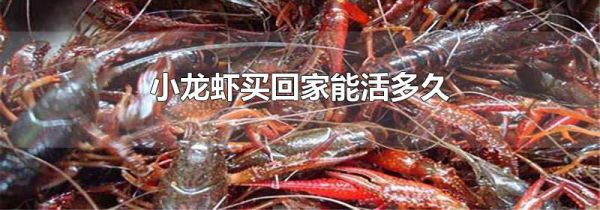 小龙虾买回家能活多久