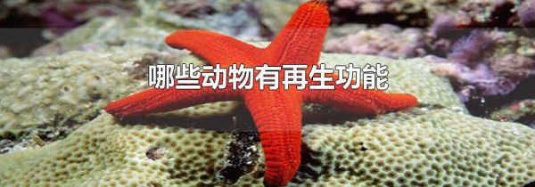 哪些动物有再生功能
