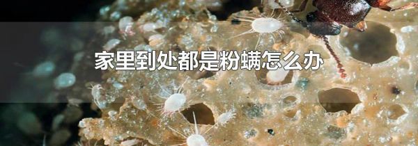 家里到处都是粉螨怎么办