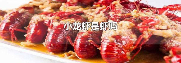 小龙虾是虾吗