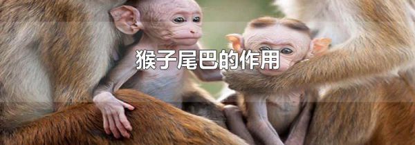 猴子尾巴的作用