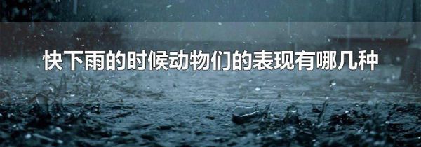 快下雨的时候动物们的表现有哪几种