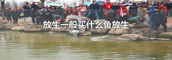 放生一般买什么鱼放生