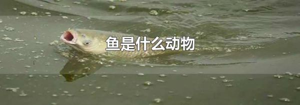 鱼是什么动物