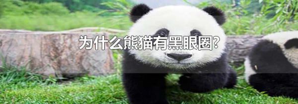 为什么熊猫有黑眼圈?
