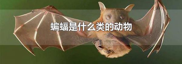 蝙蝠是什么类的动物