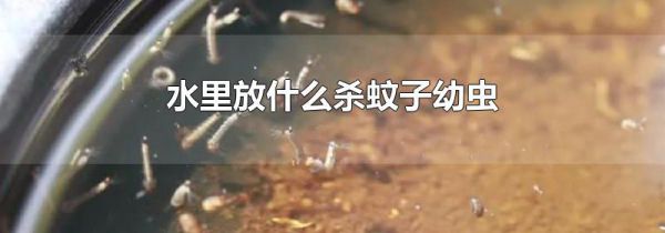 水里放什么杀蚊子幼虫