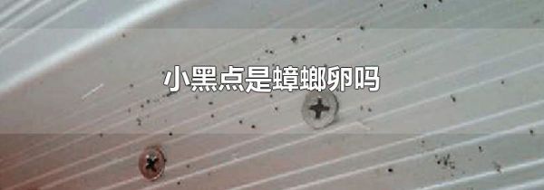 小黑点是蟑螂卵吗