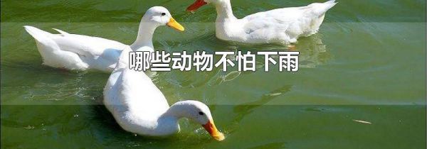 哪些动物不怕下雨