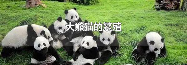 大熊猫的繁殖