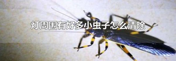 灯周围有好多小虫子怎么清除