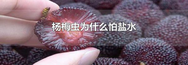 杨梅虫为什么怕盐水