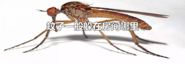 蚊子一般躲在房间哪里