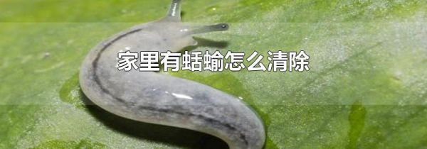 家里有蛞蝓怎么清除