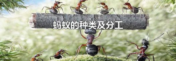 蚂蚁的种类及分工
