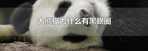 大熊猫为什么有黑眼圈