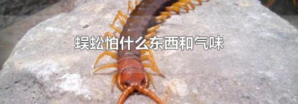 蜈蚣怕什么东西和气味
