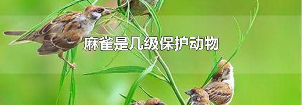 麻雀是几级保护动物