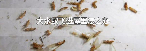 大水蚁飞进屋里怎么办