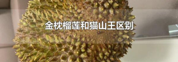 金枕榴莲和猫山王区别