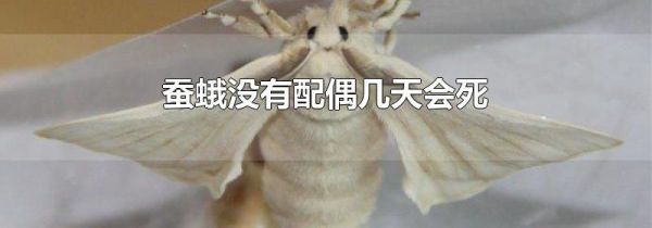 蚕蛾没有配偶几天会死